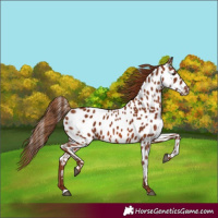 Horse Color:Chestnut Appaloosa Rabicano