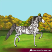 Horse Color:Liver Chestnut Sabino Rabicano