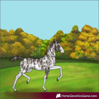Horse Color:Liver Chestnut Sabino Rabicano