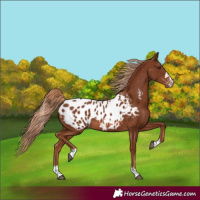 Horse Color:Chestnut Blanket