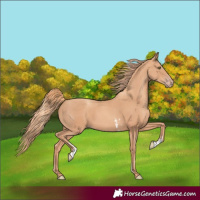 Horse Color:Gold Champagne Sabino