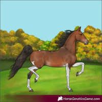 Horse Color:Bay Tobiano