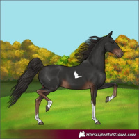 Horse Color:Liver Chestnut Tobiano 