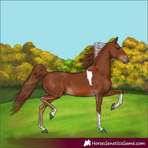 Horse Color:Chestnut Tobiano 