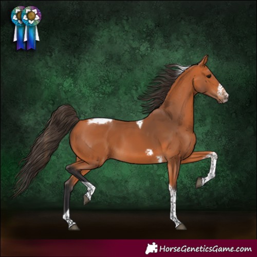 Horse Color:Bay Tobiano Frame