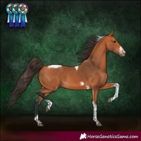 Horse Color:Bay Tobiano Frame