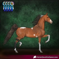Horse Color:Bay Tobiano Frame