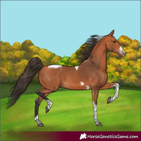 Horse Color:Bay Tobiano Frame