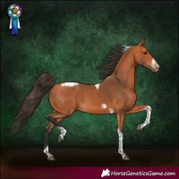 Horse Color:Bay Tobiano Frame