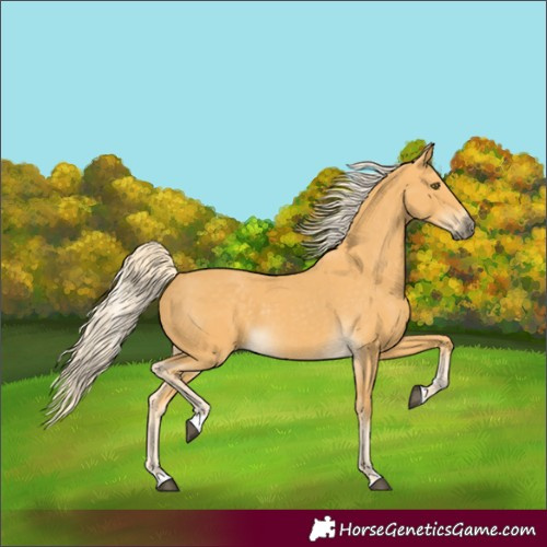Horse Color:Palomino 
