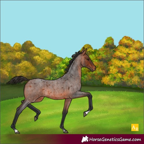 Horse Color:Bay Roan 