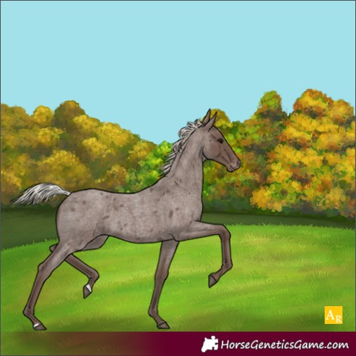 Horse Color:Silver Blue Roan Appaloosa