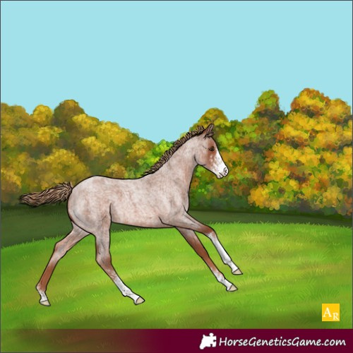 Horse Color:Red Roan Sabino 