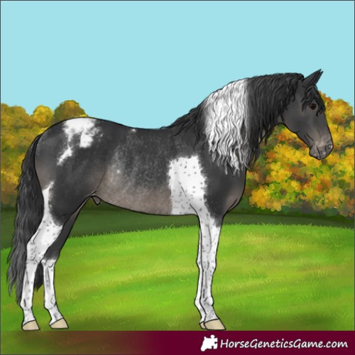 Horse Color:Black Tobiano Snowcap Rabicano 