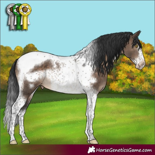Horse Color:Brown Dun Tobiano Frame Appaloosa 