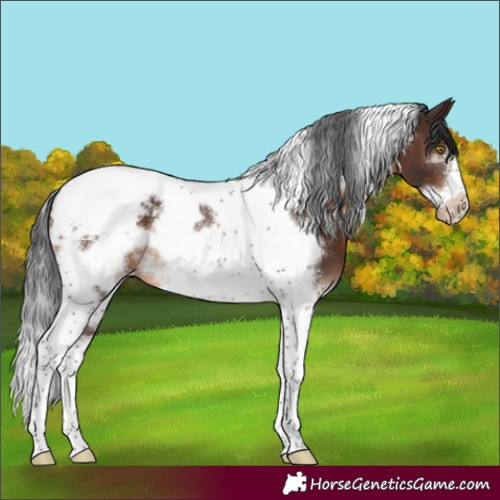 Horse Color:White Spotted Brown Tobiano Frame Appaloosa 