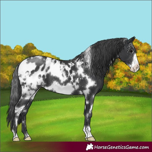 Horse Color:White Spotted Black Frame Appaloosa 