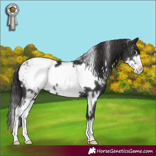 Horse Color:White Spotted Liver Chestnut Frame Appaloosa 