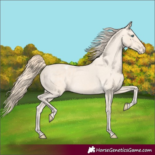 Horse Color:Perlino Appaloosa 