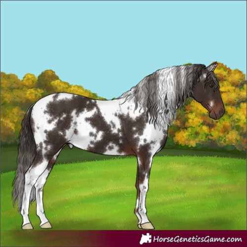 Horse Color:White Spotted Liver Chestnut 