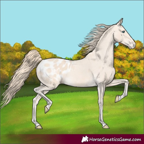 Horse Color:Perlino Appaloosa 