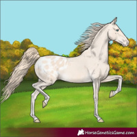 Horse Color:Perlino Blanket 