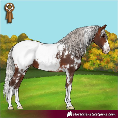 Horse Color:White Spotted Silver Brown Appaloosa 