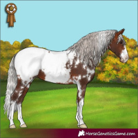Horse Color:White Spotted Silver Brown Appaloosa
