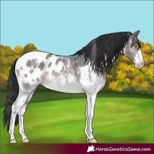Horse Color:White Spotted Brown Tobiano Appaloosa Rabicano 