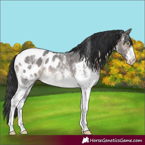 Horse Color:White Spotted Brown Tobiano Appaloosa Rabicano 
