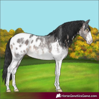 Horse Color:White Spotted Brown Tobiano Appaloosa Rabicano 
