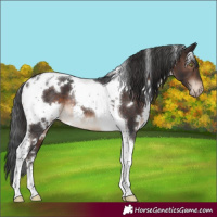 Horse Color:White Spotted Brown Tobiano Appaloosa Rabicano