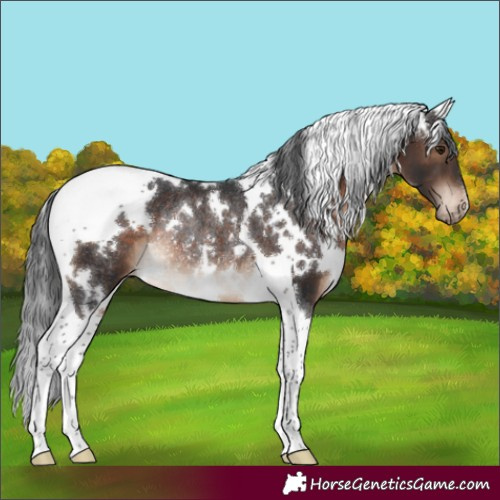 Horse Color:White Spotted Brown Tobiano Appaloosa Rabicano 