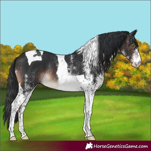 Horse Color:White Spotted Brown Tobiano Rabicano 