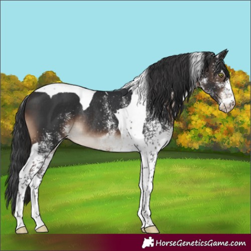 Horse Color:White Spotted Brown Tobiano Rabicano 