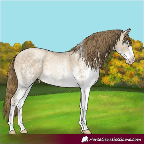 Horse Color:White Spotted Buckskin Pearl Rabicano