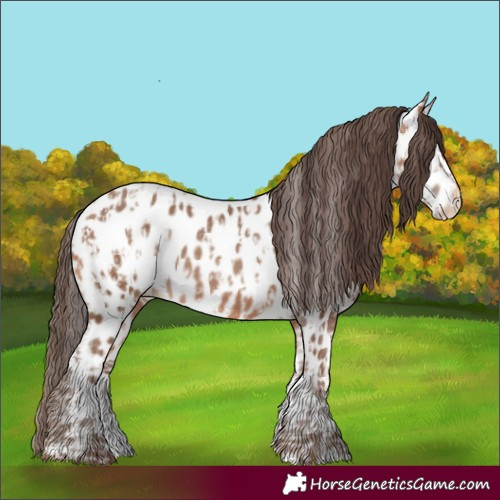Horse Color:Amber Champagne Appaloosa  and Amber Champagne Appaloosa 
