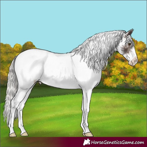Horse Color:White Spotted Silver Brown Rabicano 