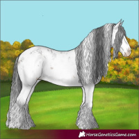 Horse Color:White Spotted Brown Sabino Near Leopard Rabicano