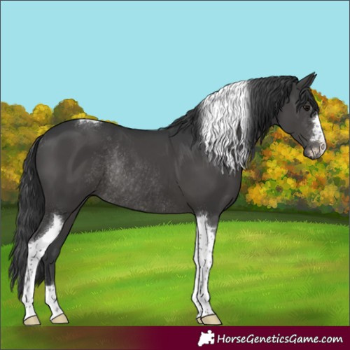 Horse Color:Black Tobiano Rabicano 