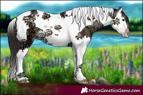 Horse Color:Gray Classic Champagne Ice Onyx Splash Tobiano Appaloosa 