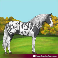 Horse Color:Silver Black Chinchilla Splash Tobiano Appaloosa 