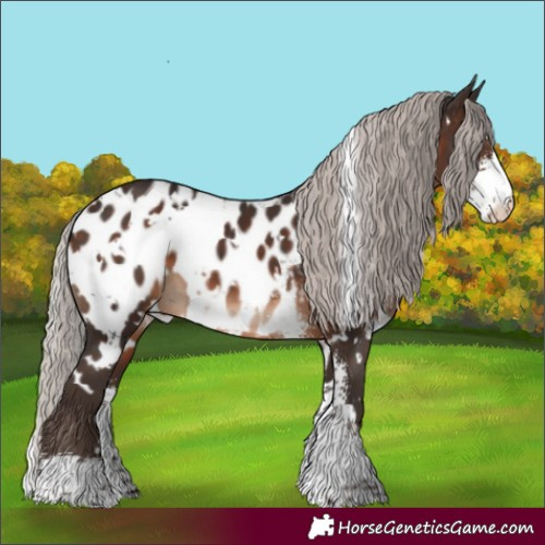 Horse Color:White Spotted Silver Brown Sabino Appaloosa 