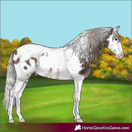 Horse Color:White Spotted Silver Brown Splash Tobiano Appaloosa Rabicano 