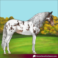 Horse Color:White Spotted Silver Brown Tobiano Near Leopard 