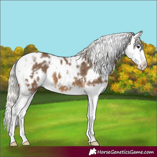 Horse Color:White Spotted Silver Buckskin Splash Appaloosa 