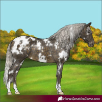 Horse Color:White Spotted Silver Buckskin Blanket