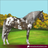 Horse Color:White Spotted Silver Buckskin Appaloosa 