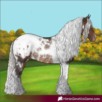 Horse Color:White Spotted Silver Brown Tobiano Varnish Rabicano 