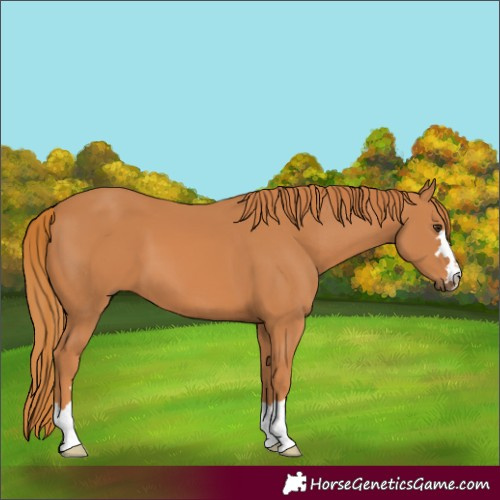 Horse Color:Chestnut 